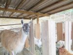 Lama Lady Astrid Herler ist Kiddyspace Partner