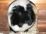 Tara Welt Kinderpartys mit Tierthemen Kiddyspace