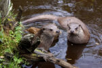 Fischotter_UWR_©Wolfgang Dolak