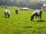 Ponyclub Salzburg Reiten für Kinder Kiddyspace