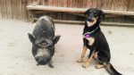 Reiten Peewee Emilio und Mia Kiddyspace