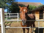 Reiten Peewee ist Kiddyspace Partner