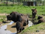 Tierpark Preding ist Kiddyspace Partner