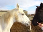 Westernreiten Wolf ist Kiddysapce Partner