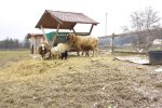 Mensch und Pferd Schafe