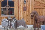 Mensch und Pferd Träume leben
