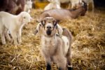 Mandl’s Ziegenhof MECK MECK