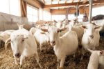 Mandl’s Ziegenhof Stallbesuch