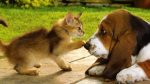 Hund+und+Katze