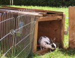Gasthaus Amschl mit Kuschelhasen und Gütesiegel Kiddyspace