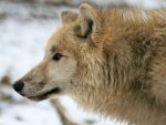 HudsonBayWolf