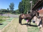 Verein Freitzeit und Pferd Kiddyspace