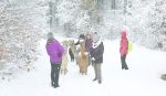 Alpakawanderung Im Winter