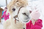Kindergeburtstag mit Alpakawanderung