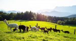 Salzburgland Alpakas trägt das Gütesiegel Kiddyspace