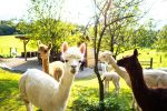 Salzburgland Alpakas ist Kiddyspace Partner
