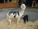 Minidampfbahn Alpacas
