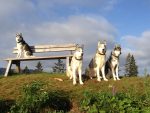 Husky Sommer