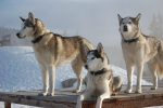 Husky Winter