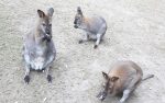 Schutzhaus am Harzberg Känguru Kiddyspace Partner