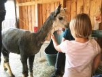 Tierlacherhof trägt das Gütesiegel Kiddyspace