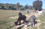 Tierlacherhof trägt das Gütesiegel Kiddyspace