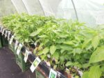 Gemüsegarten Fida ist Kiddyspace Partner