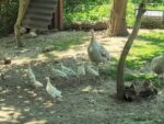 Aruna Farm trägt das Gütesiegel Kiddyspace