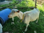 Aruna Farm ist Kiddyspace Partner