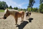 Aruna Farm trägt das Gütesiegel Kiddyspace