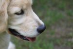 Verein Tiere als Therapie ist Kiddyspace Partner