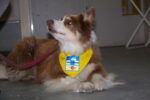 Verein Tiere als Therapie ist Kiddyspace Partner
