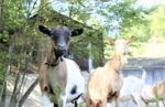 Schusterhans Hof ist Kiddyspace Partnerbetrieb