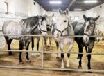 Lipizzanergestüt Piber ist Kiddyspace Partnerbetrieb